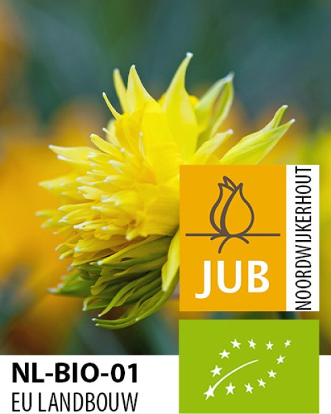 BIO Narcissus Rip van Winkle